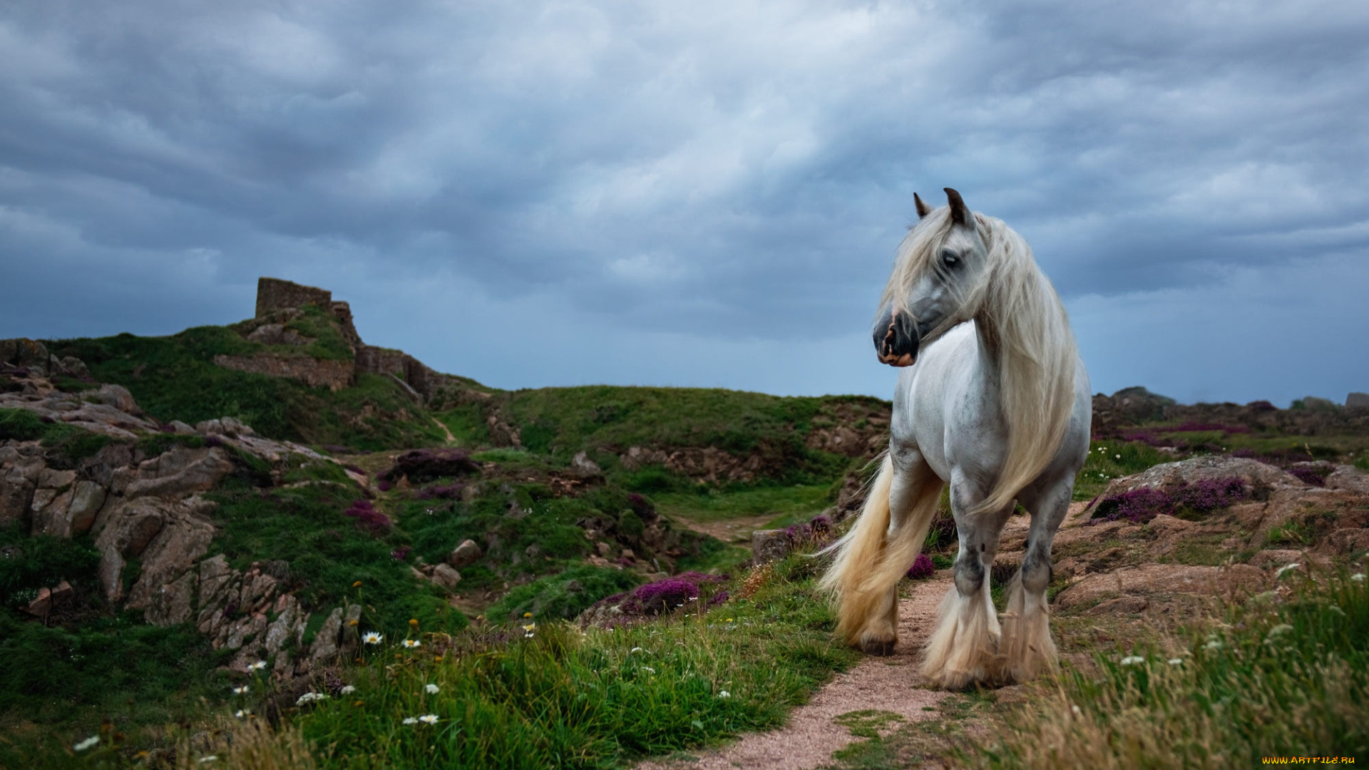 животные, лошади, лошадь
