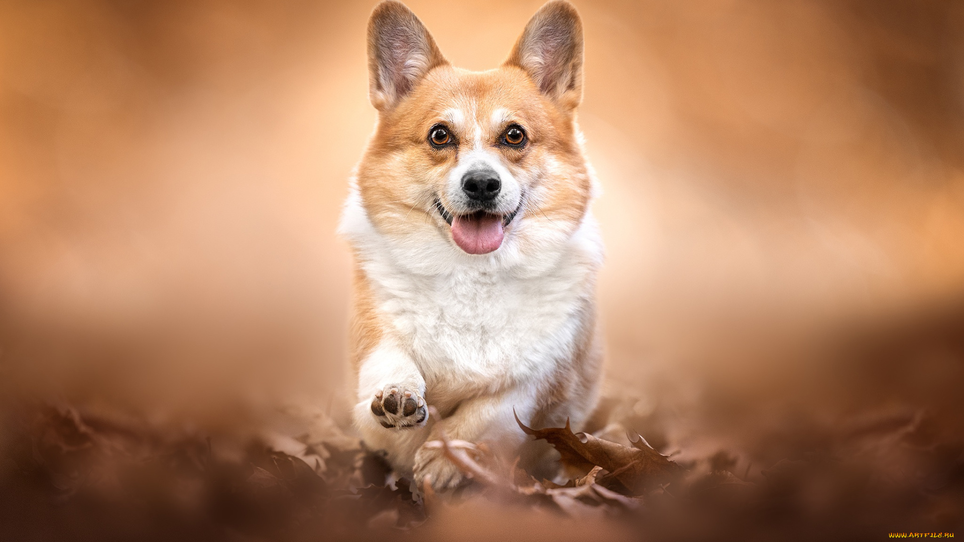 животные, собаки, собака