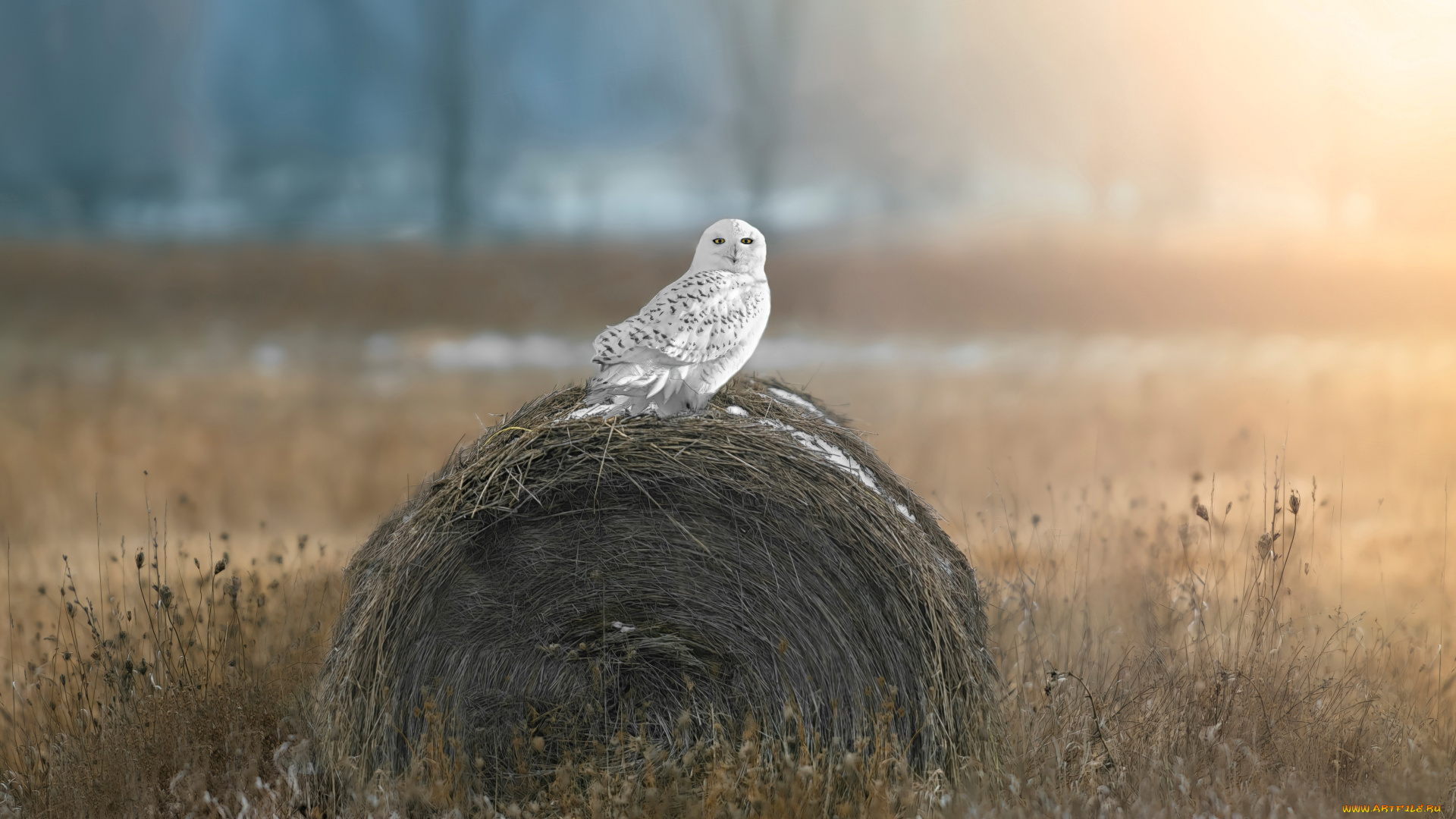 животные, совы, сова