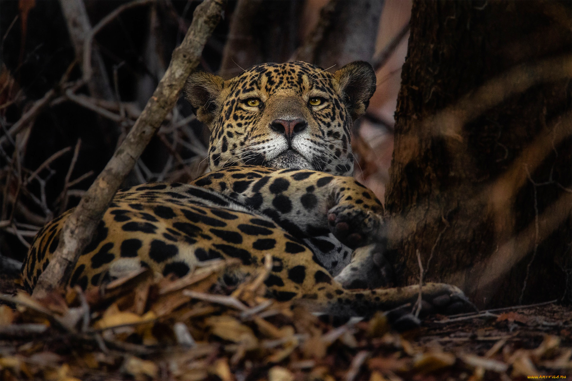 животные, леопарды, леопард