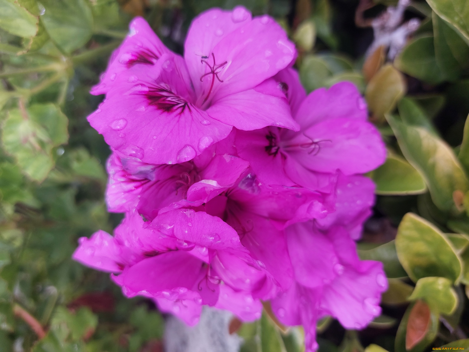 цветы, герань, лиловая, капли