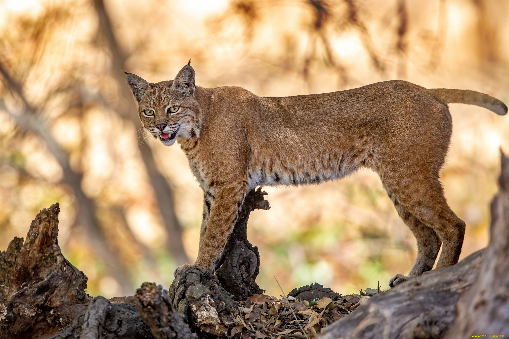 животные, рыси, рысь