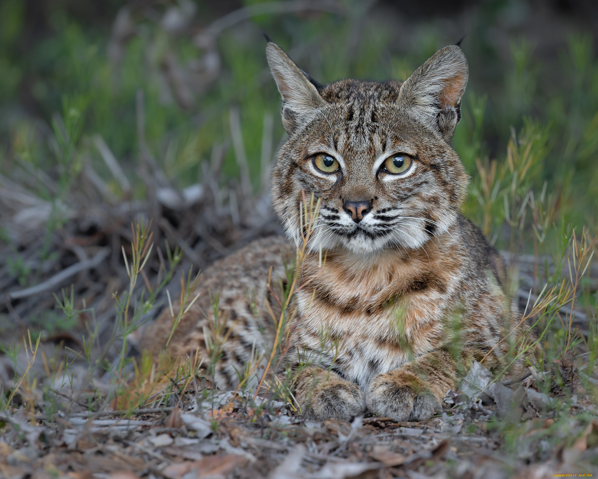 животные, рыси, рысь