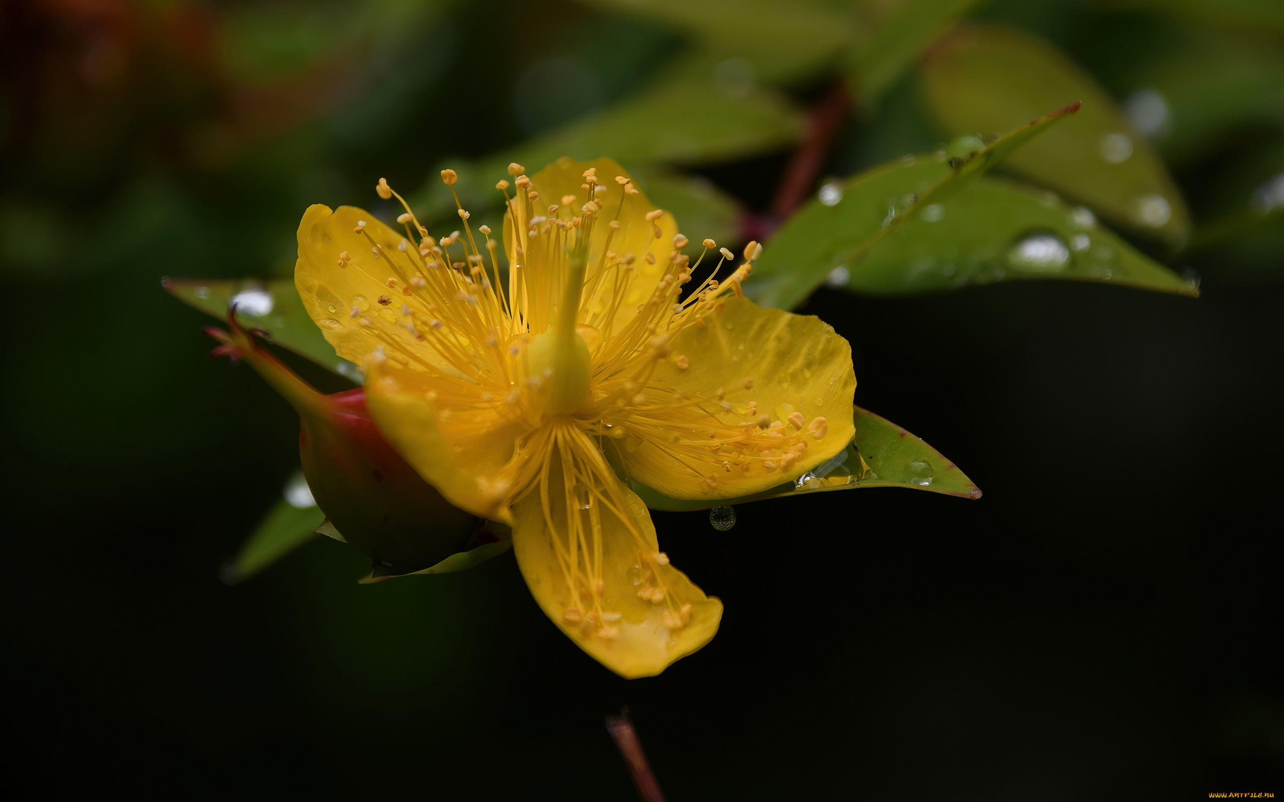 hypericum, perforatum, зверобой, продырявленный, цветы, hypericum, perforatum, зверобой, продырявленный