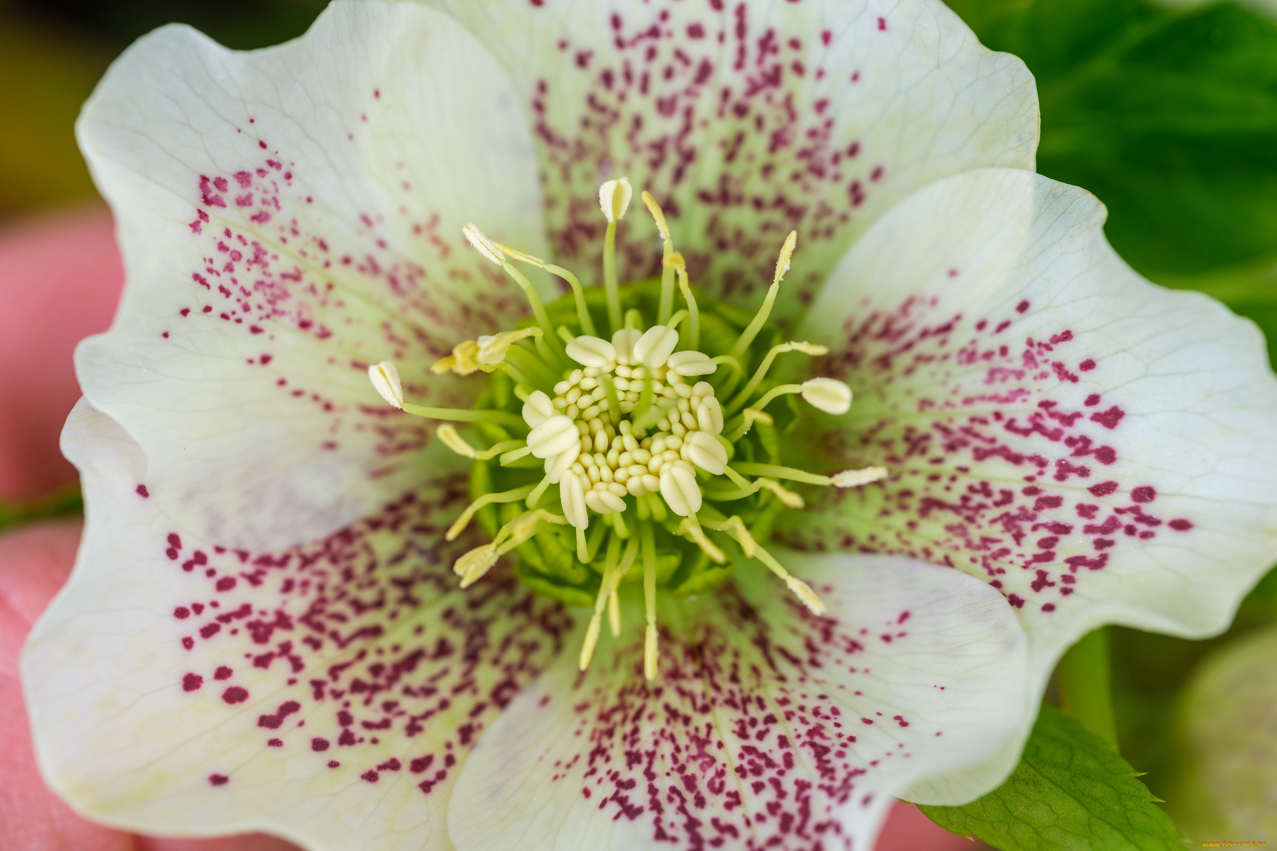 цветы, геллеборус, , морозник, макро