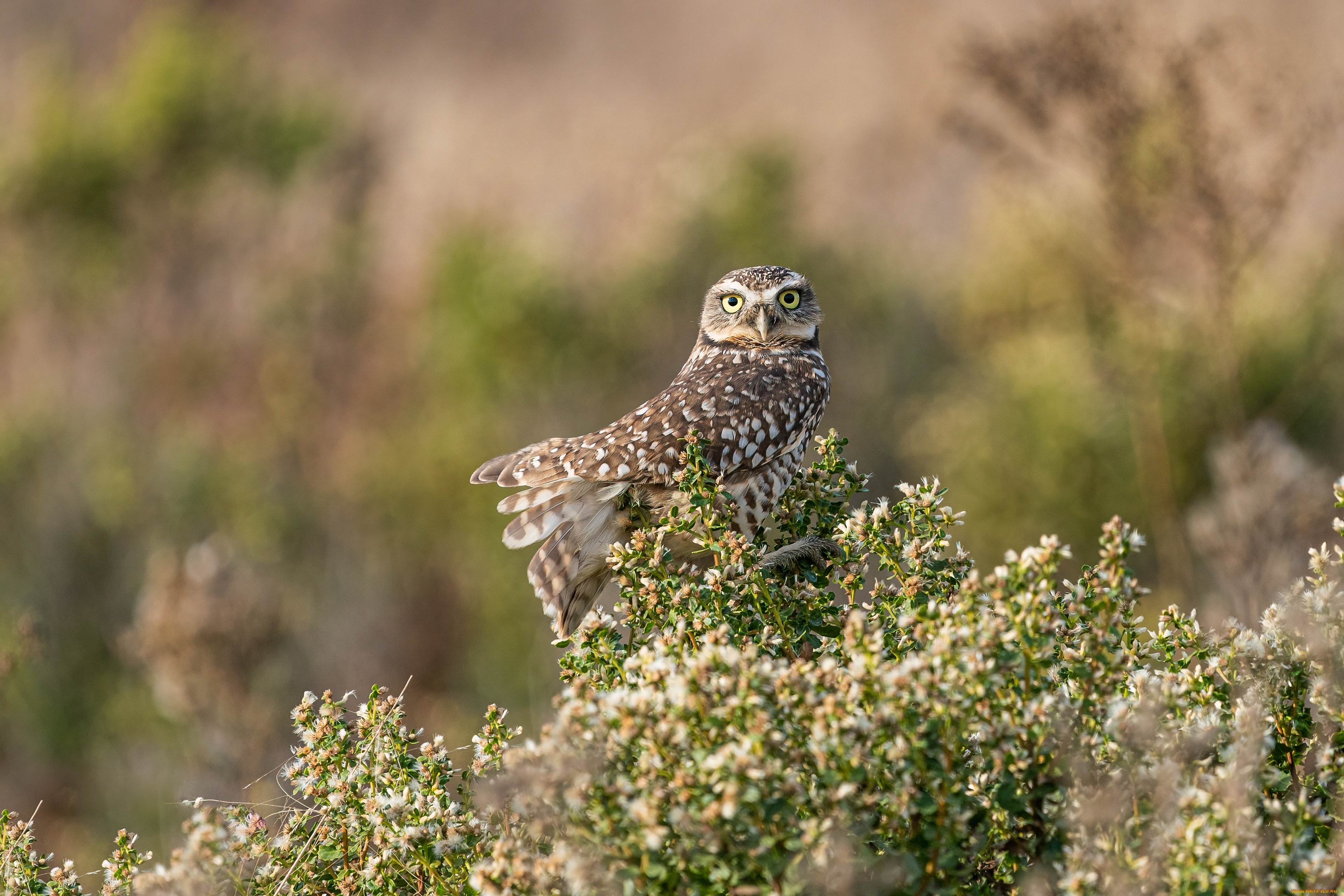 животные, совы, сова