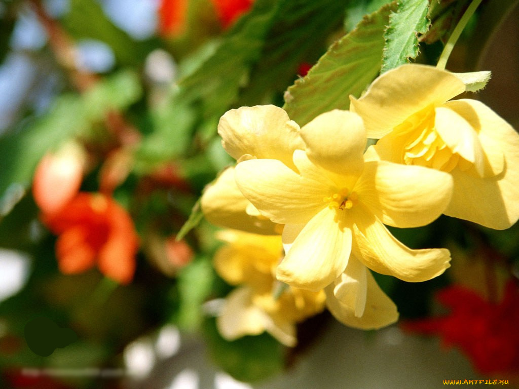 цветы, цветущие, деревья, кустарники