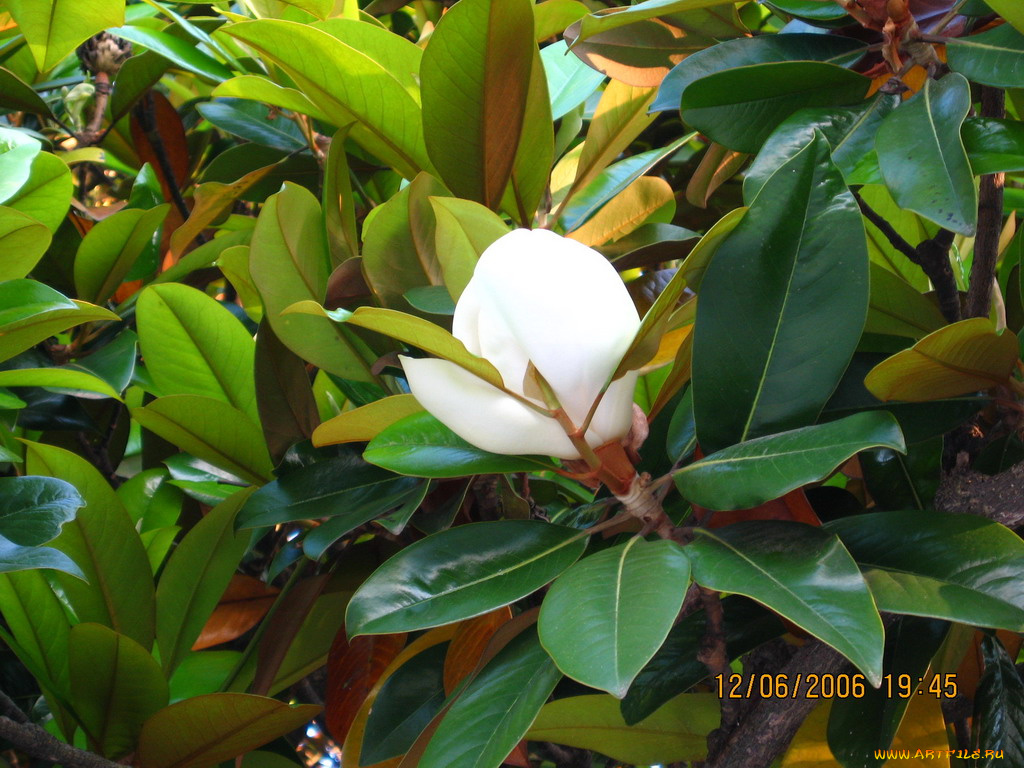 магнолия, цветы, магнолии