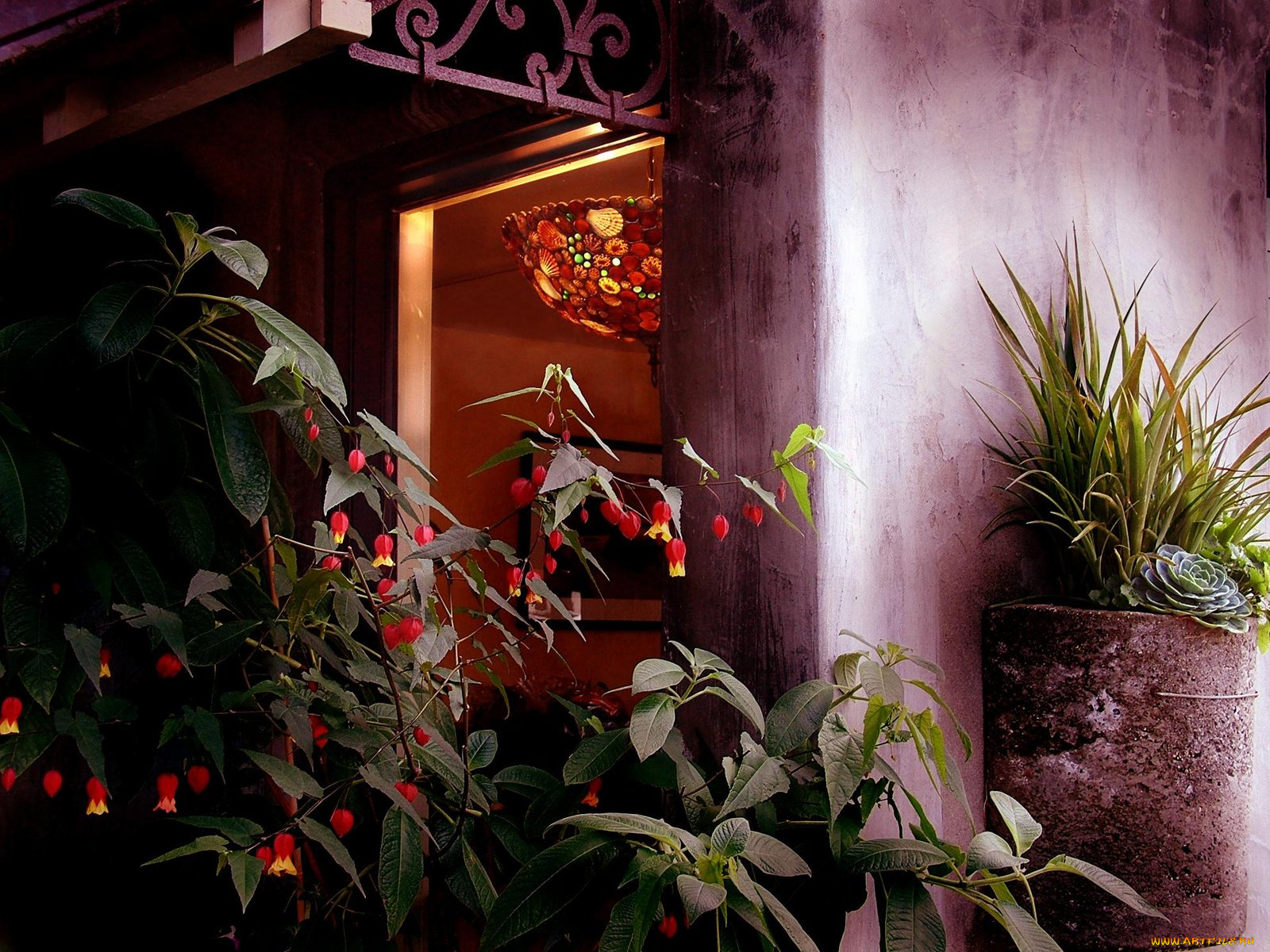 sensual, light, цветы