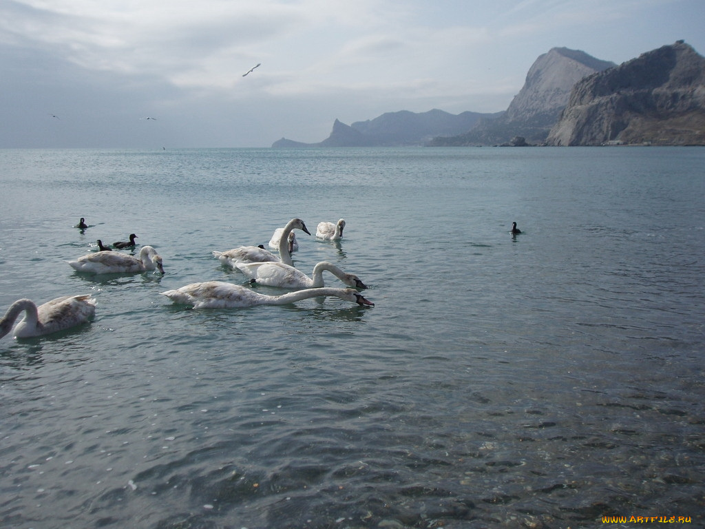 животные, лебеди