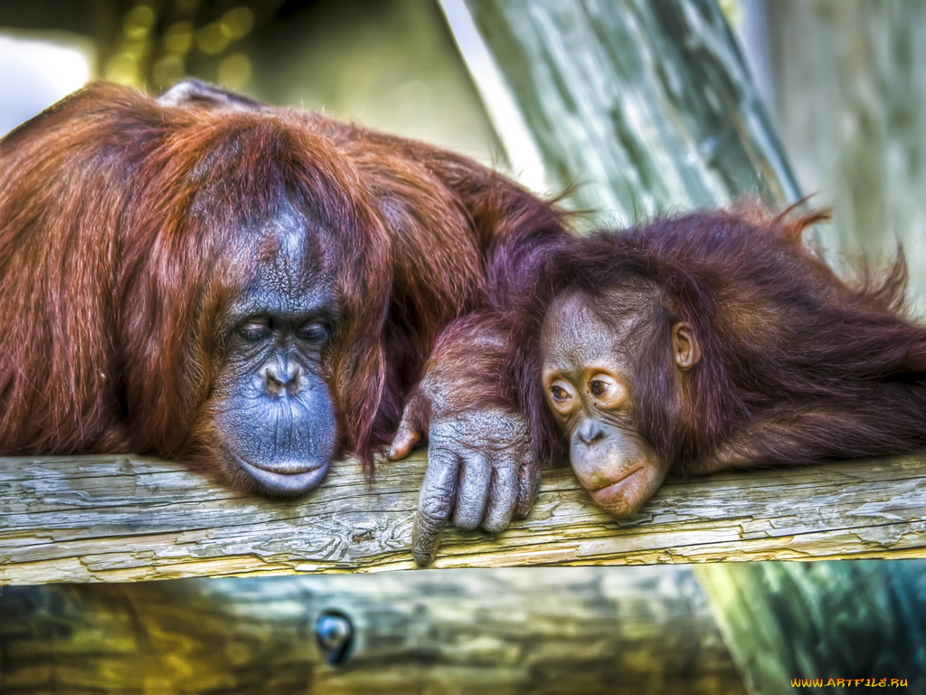 животные, обезьяны