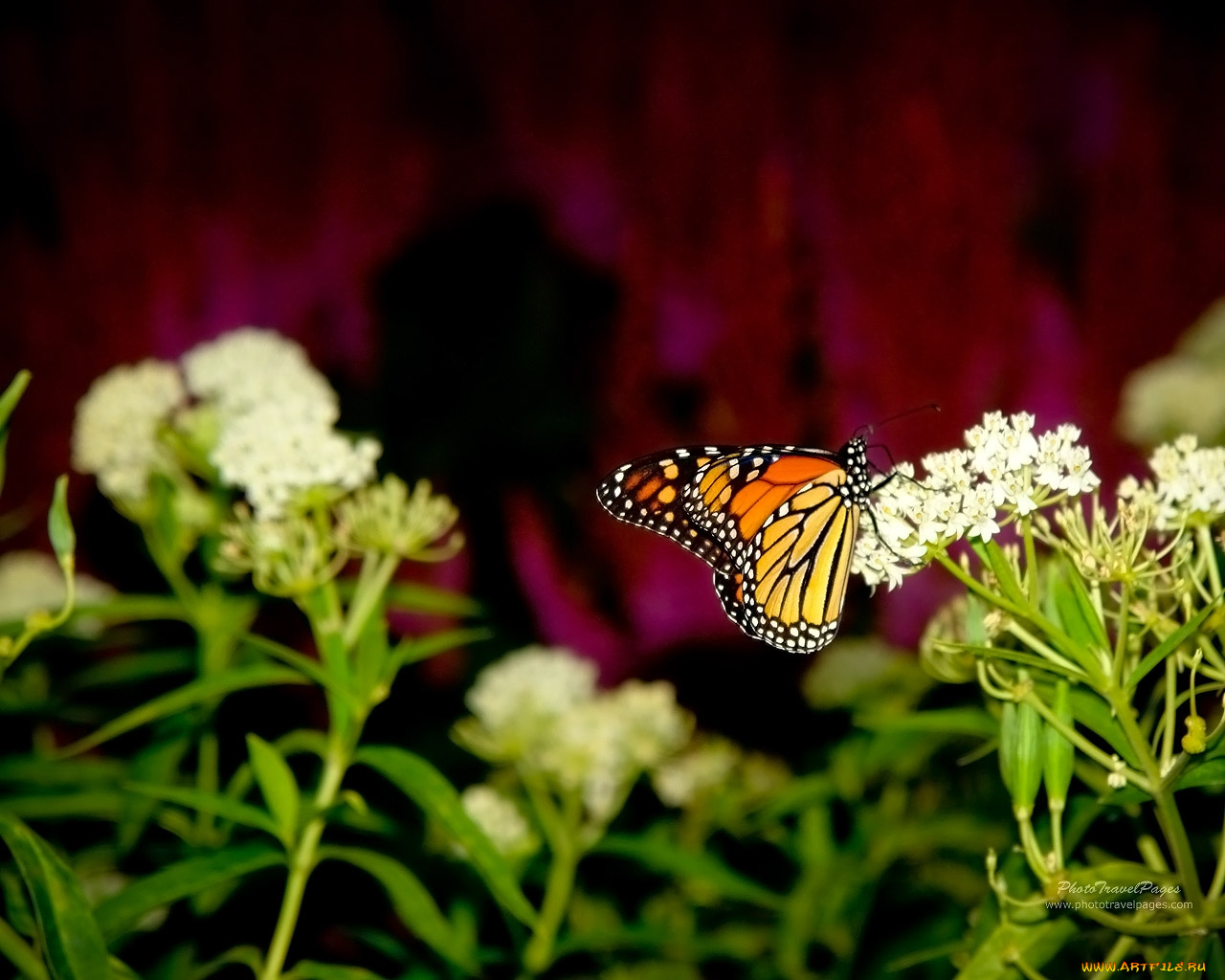 животные, бабочки