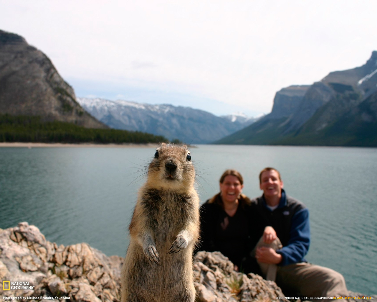 животные, белки