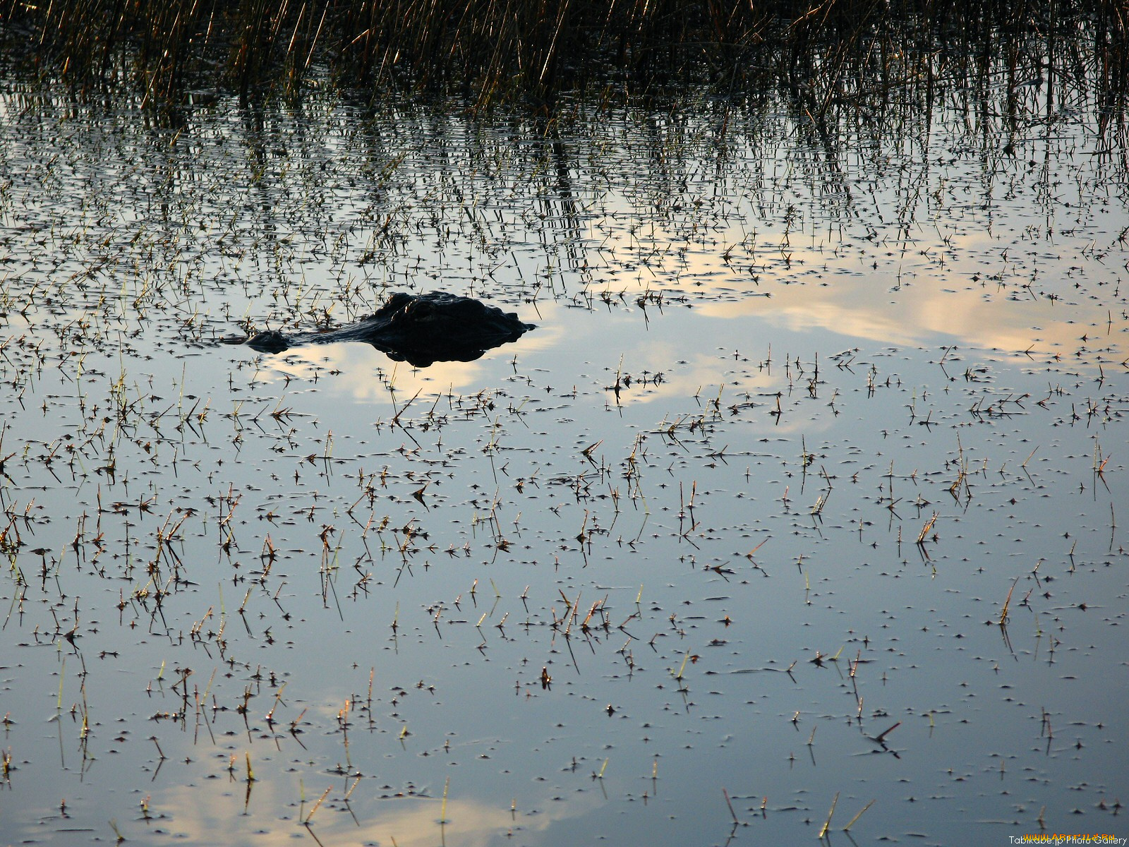 животные, крокодилы