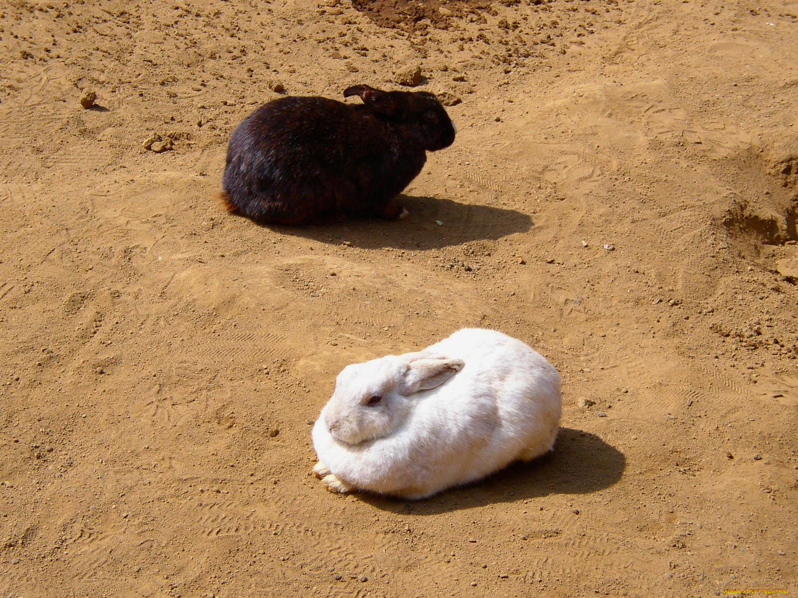 животные, кролики, зайцы