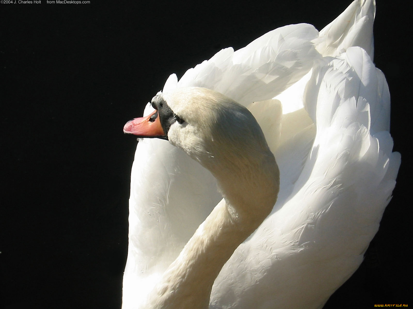 животные, лебеди