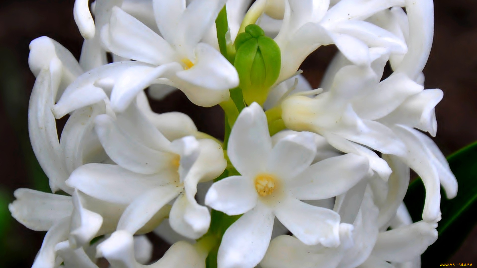 цветы, гиацинты