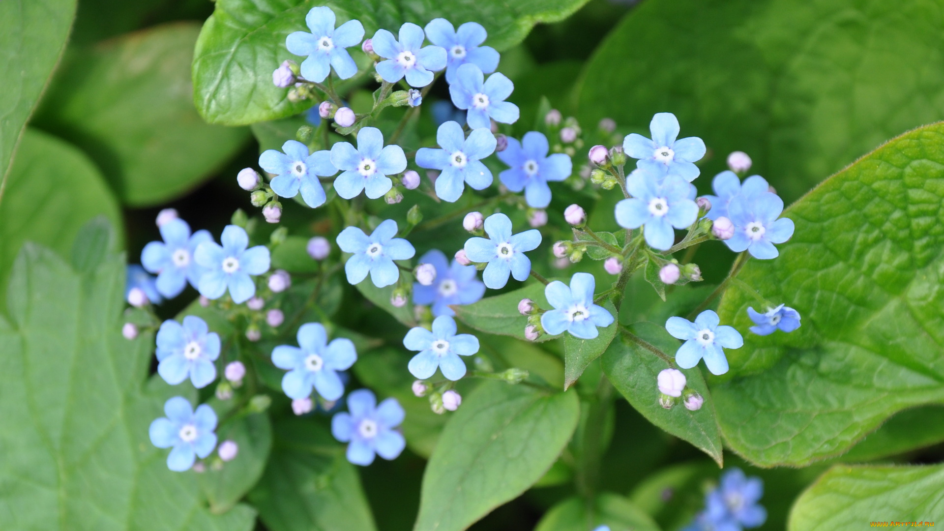 цветы, незабудки