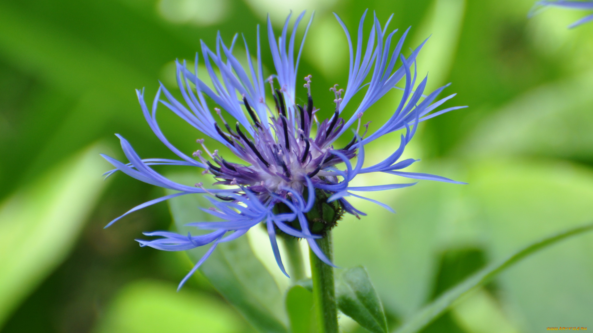 цветы, васильки