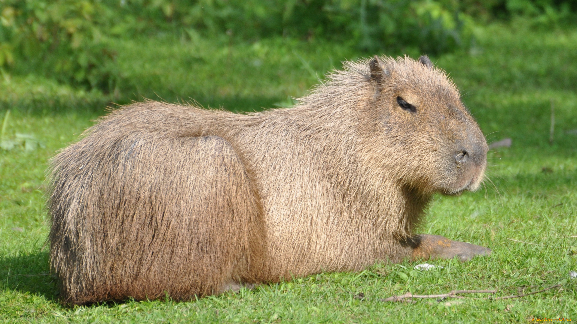животные, капибары