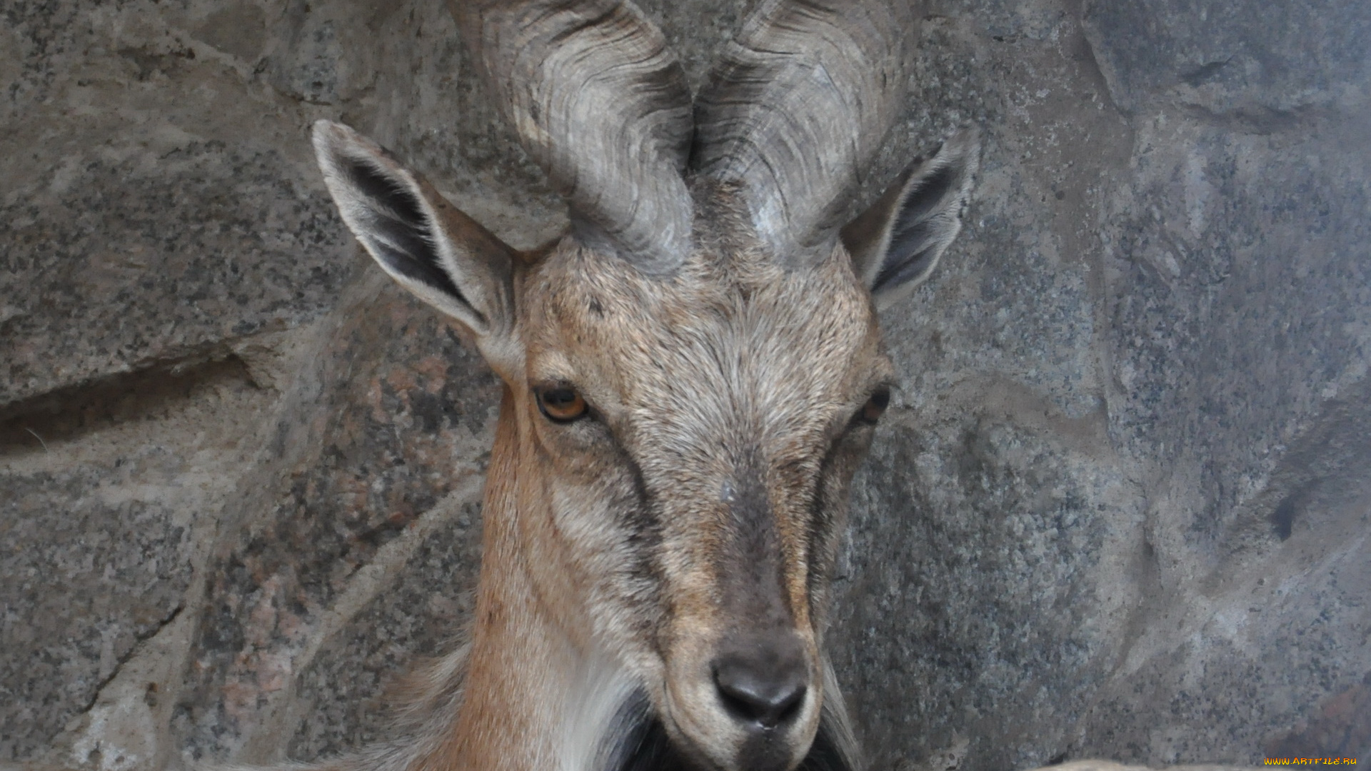 животные, козы