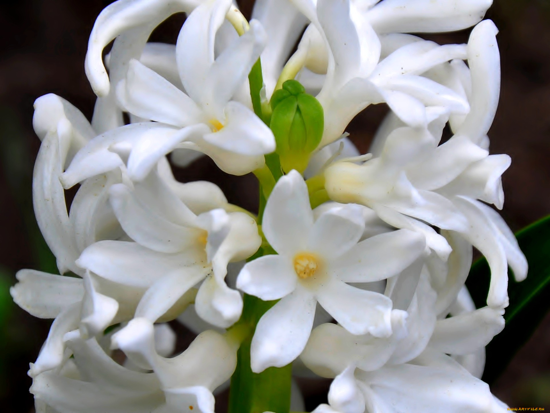 цветы, гиацинты