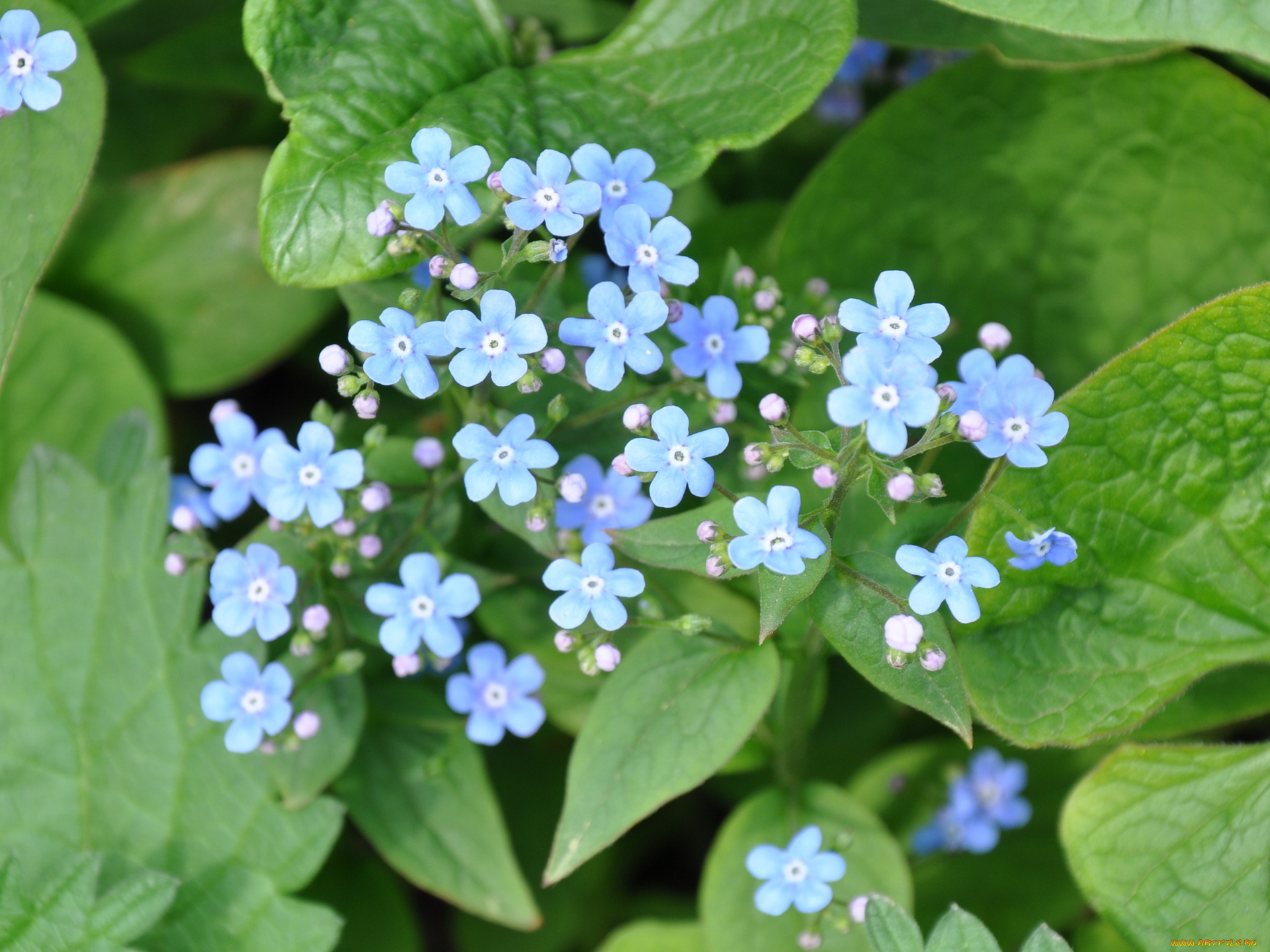 цветы, незабудки