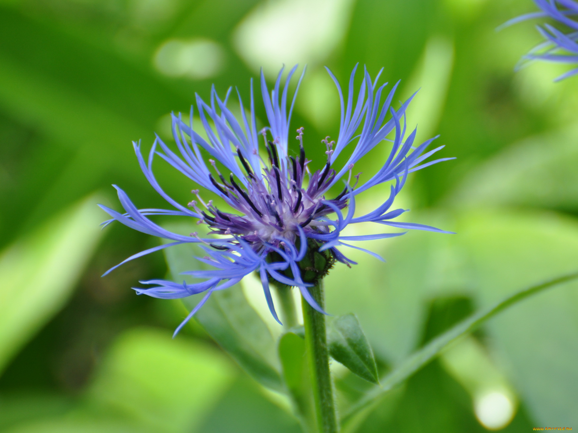 цветы, васильки