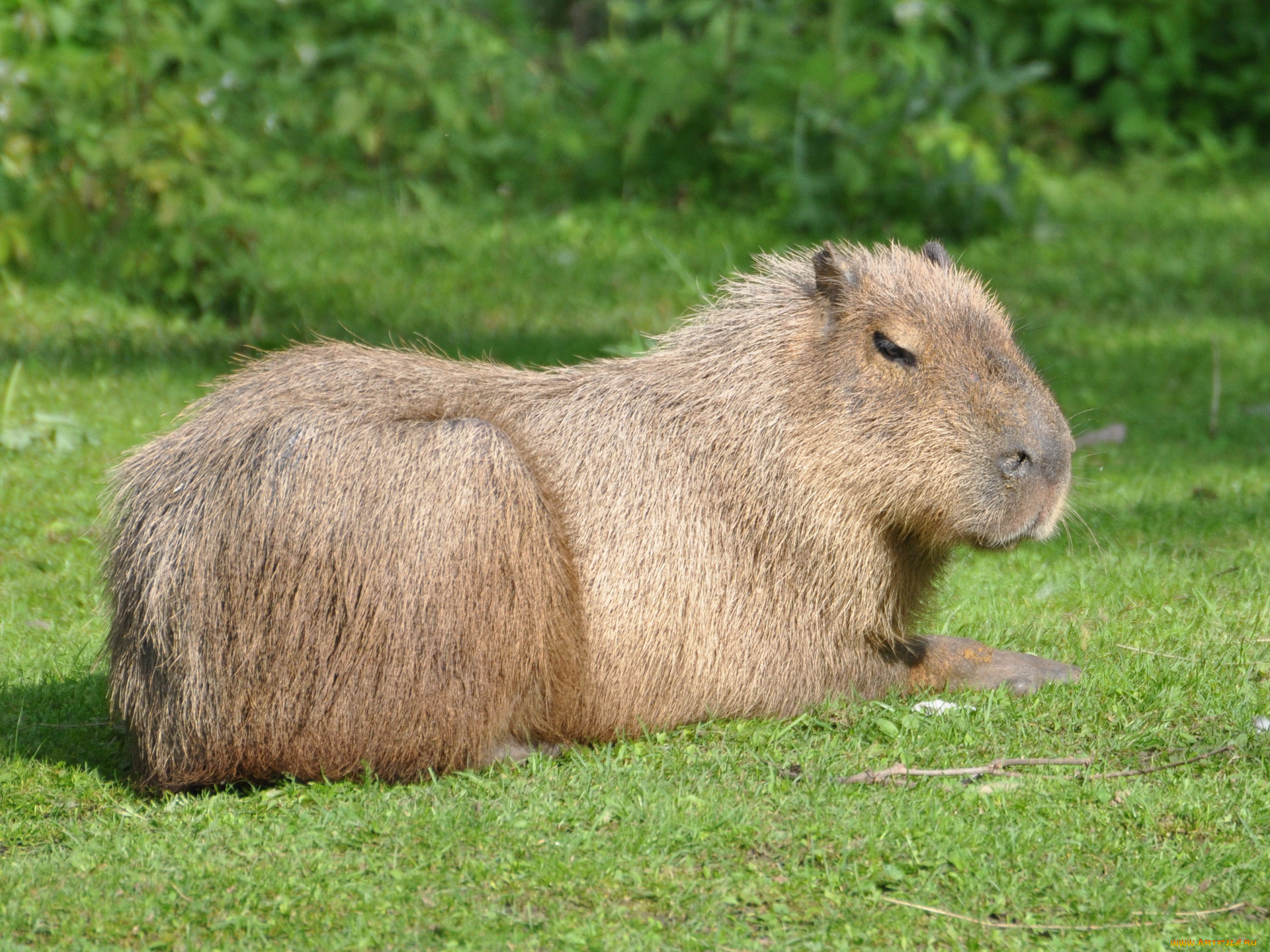 животные, капибары