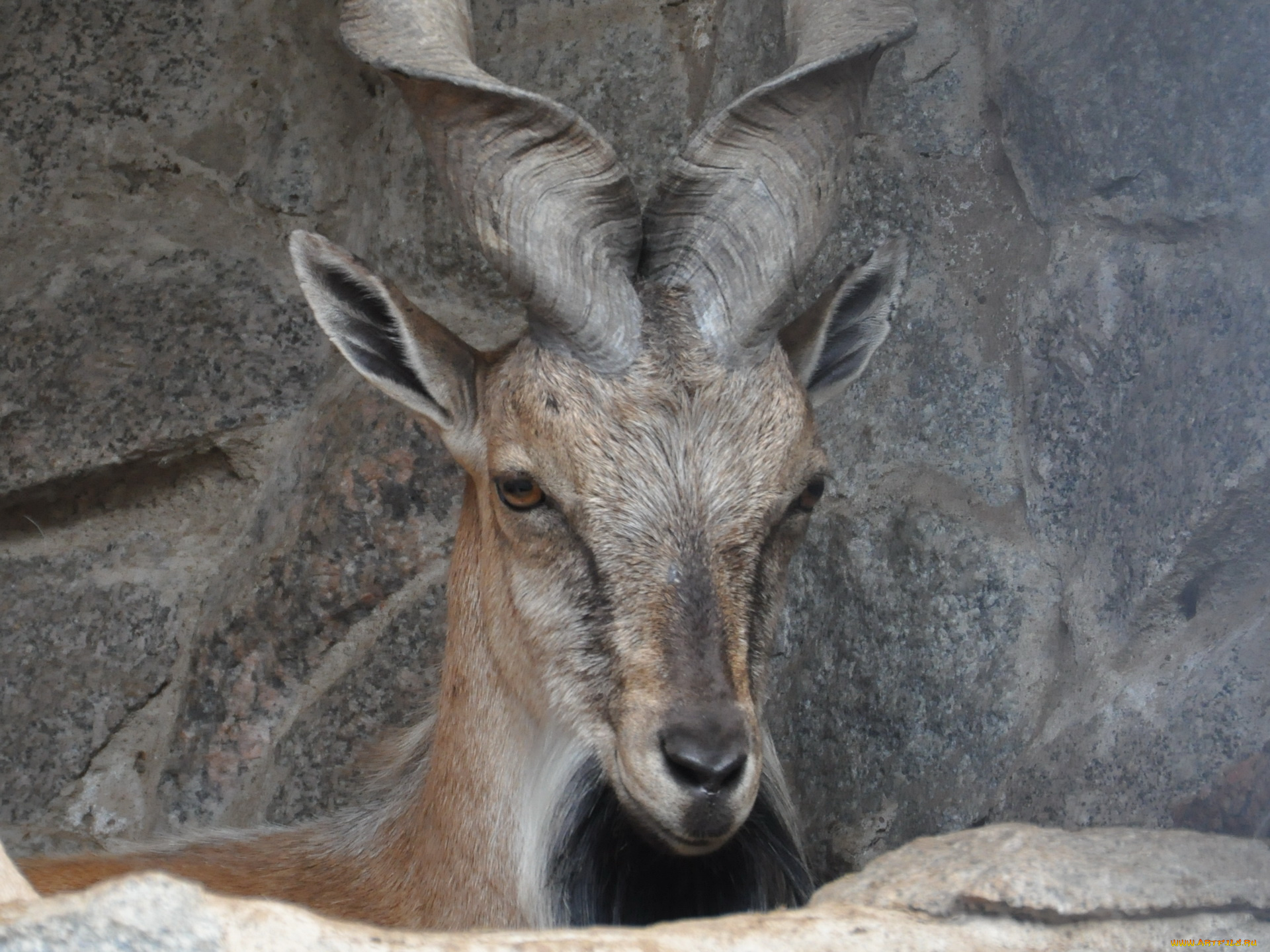 животные, козы