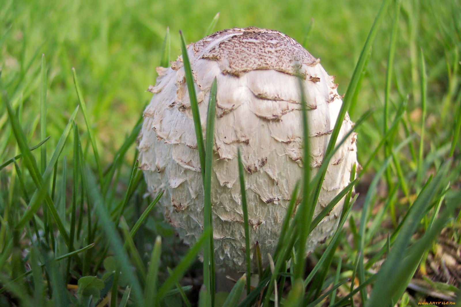 природа, грибы, грыб, трава, гриб, зонтик, сьедобный, вкусный