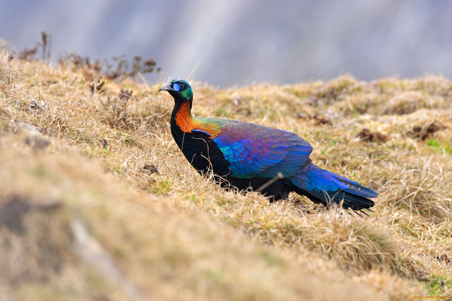 животные, птицы, фазан