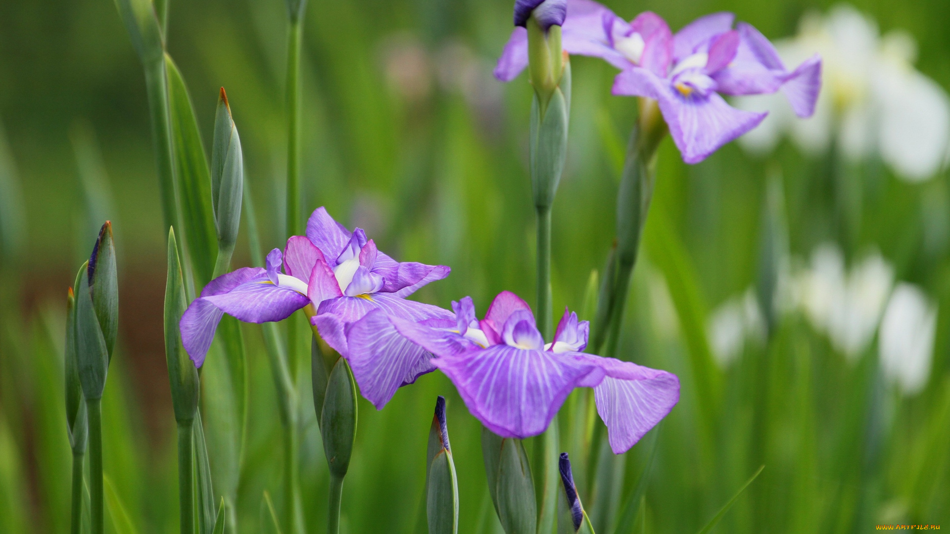 цветы, ирисы