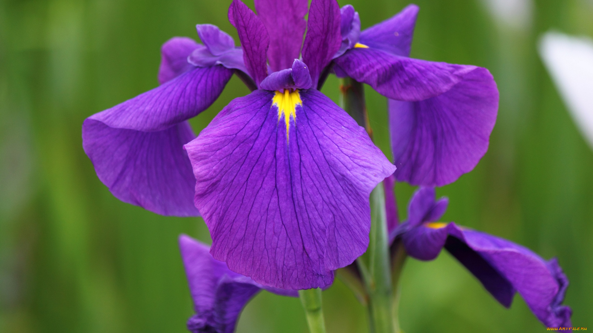 цветы, ирисы