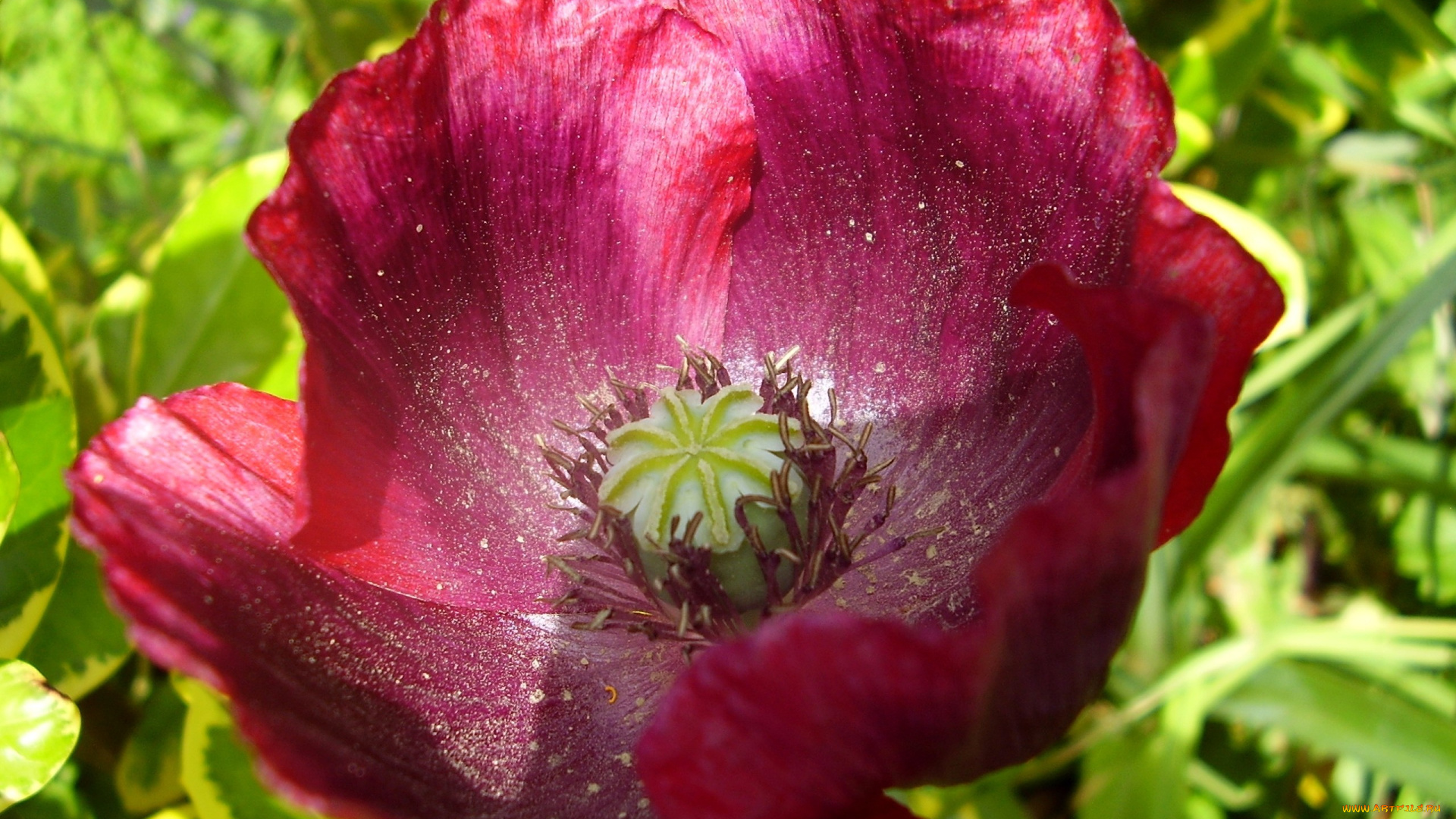 цветы, маки, большой