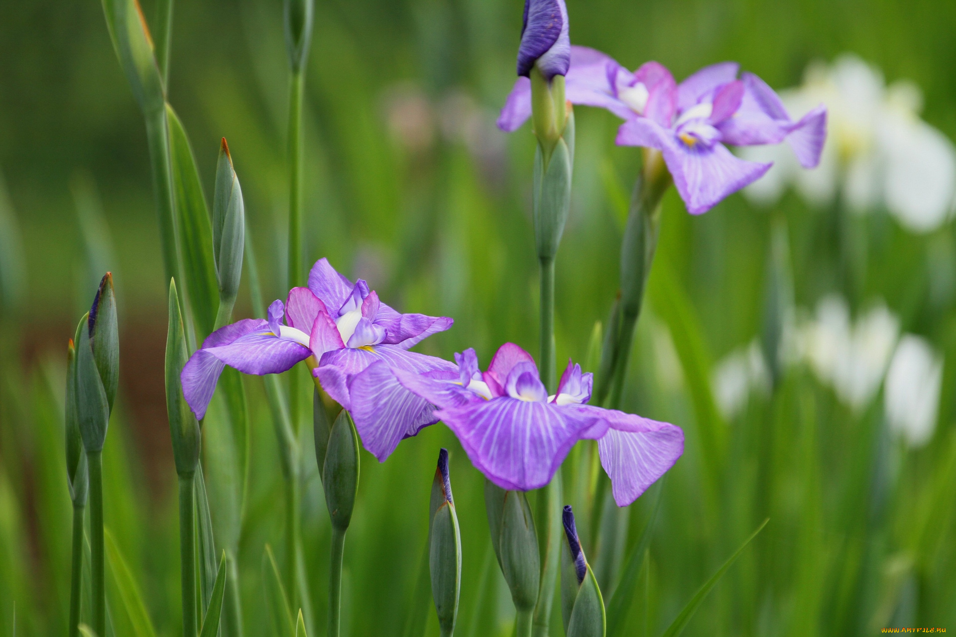 цветы, ирисы
