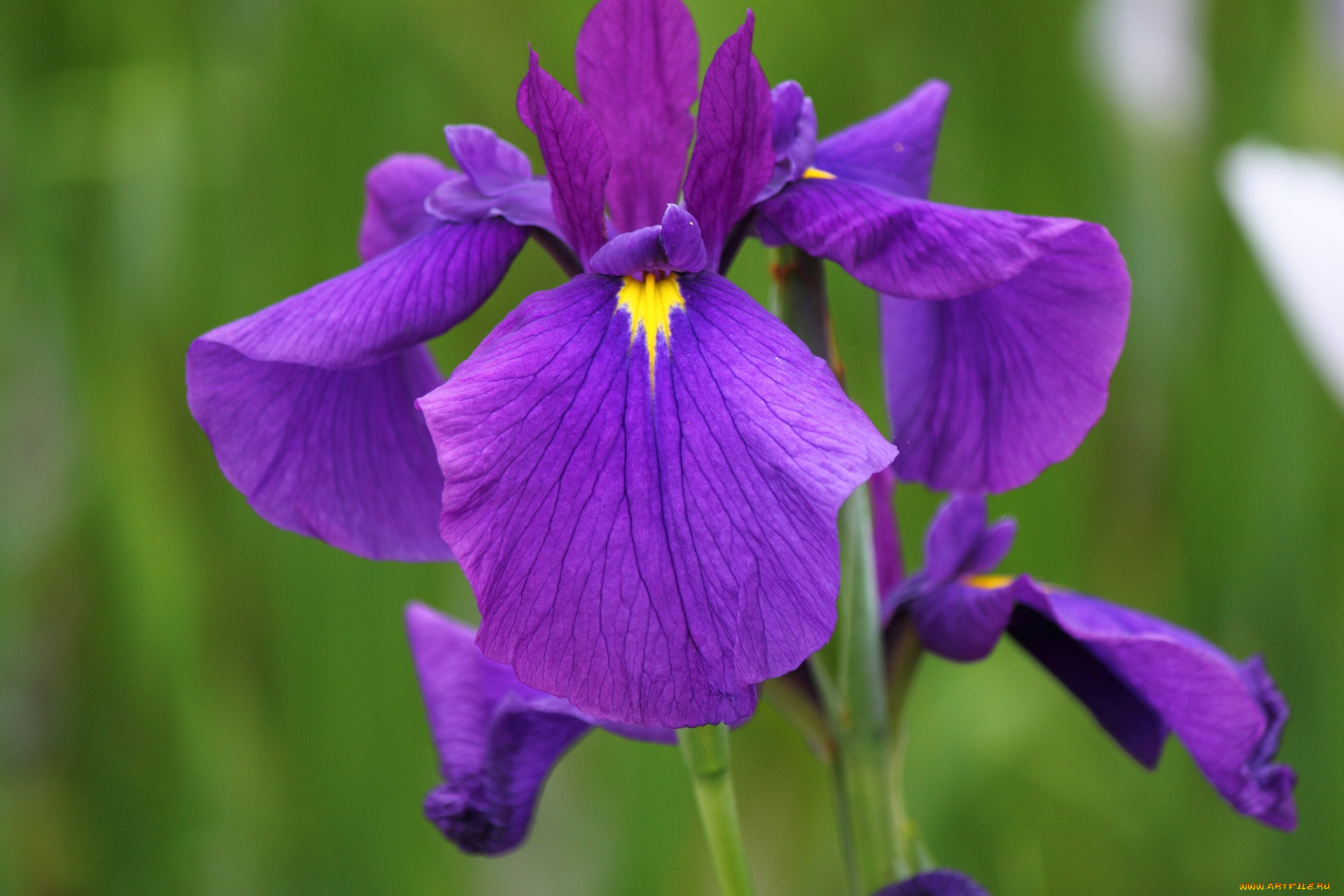 цветы, ирисы
