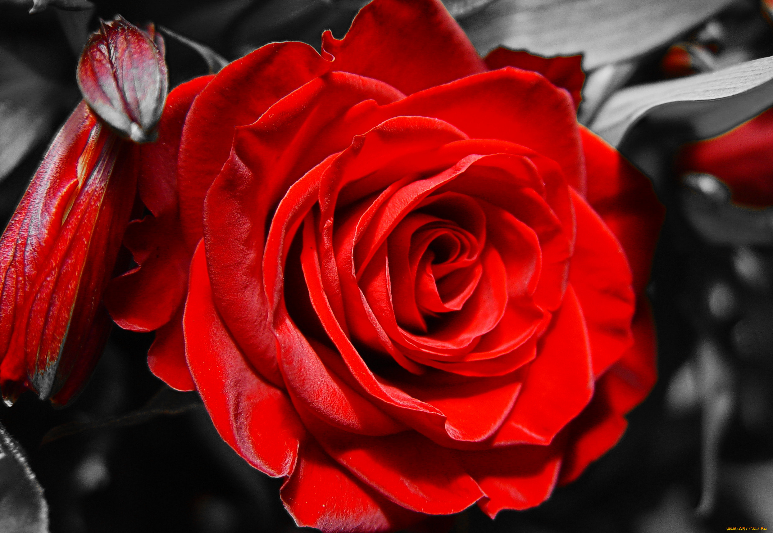 цветы, розы, роза