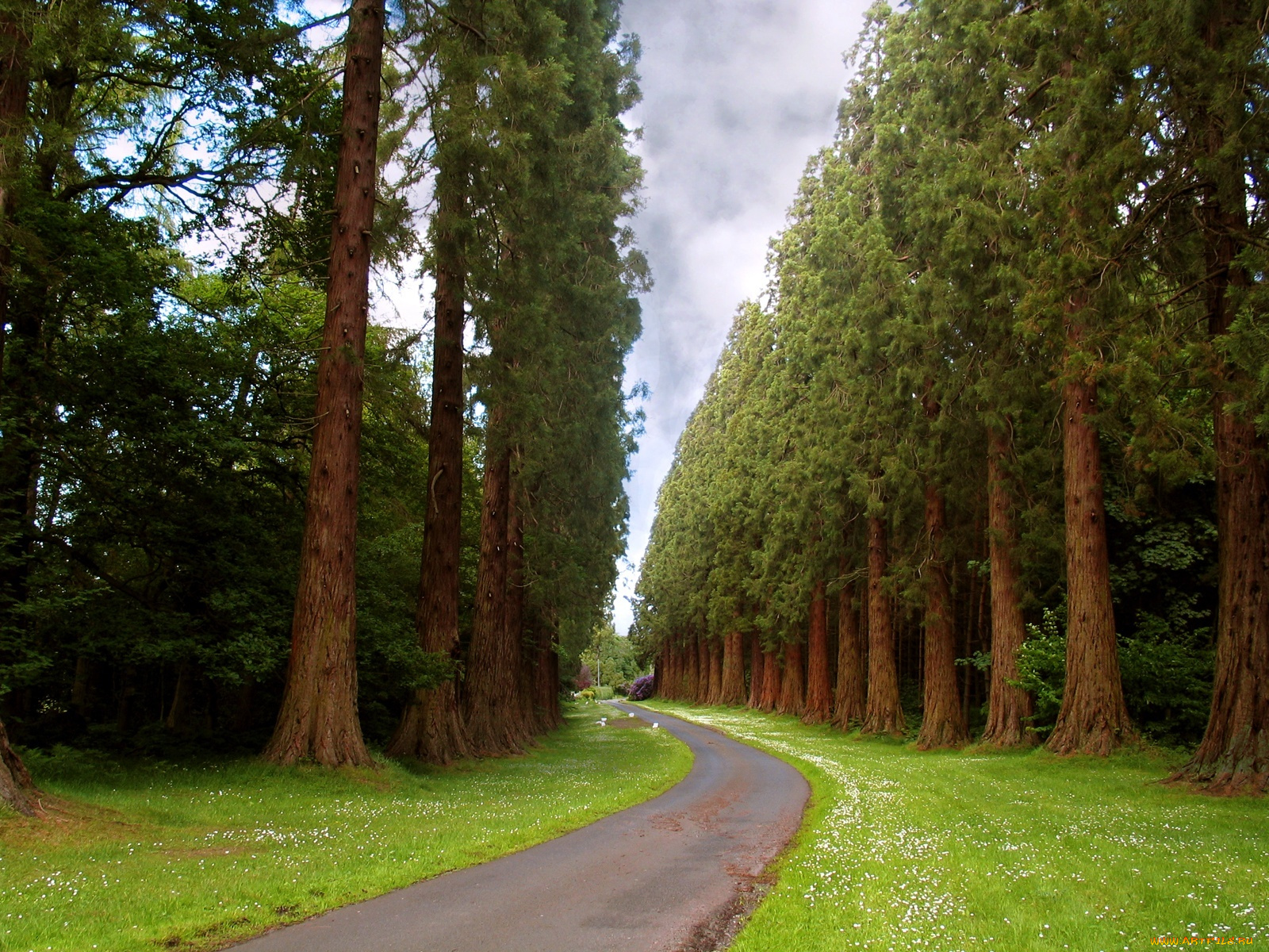 природа, дороги, дорога