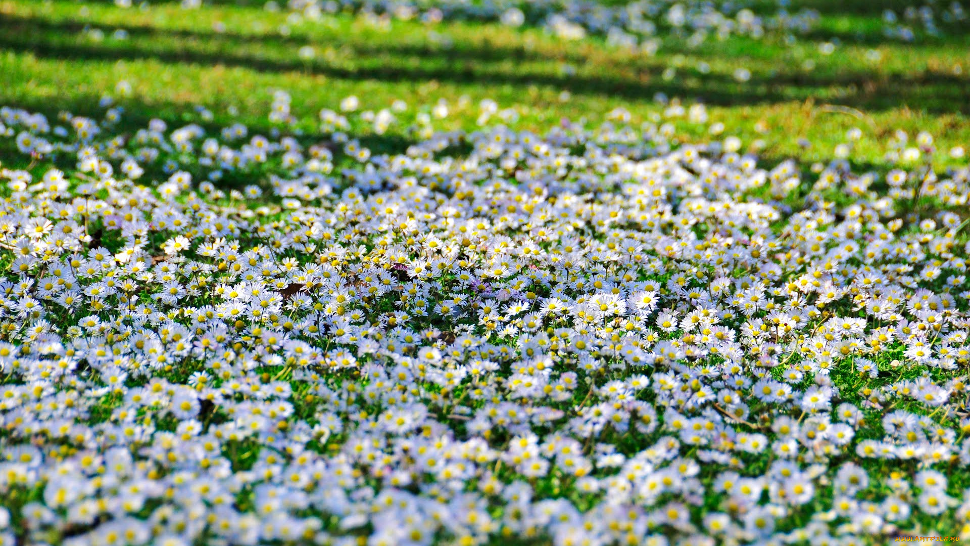 цветы, маргаритки, bellis