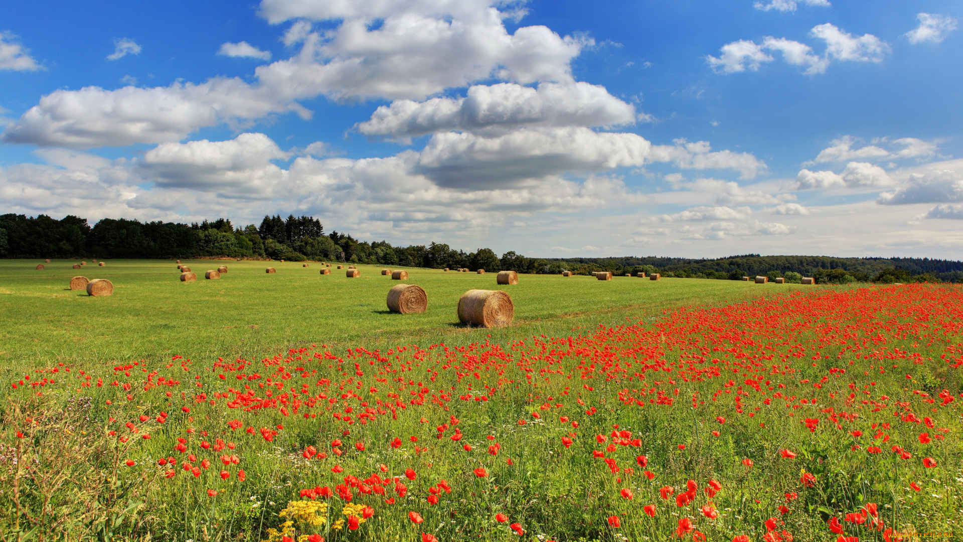 германия, хонтайм, природа, поля, поле, маки, колосья