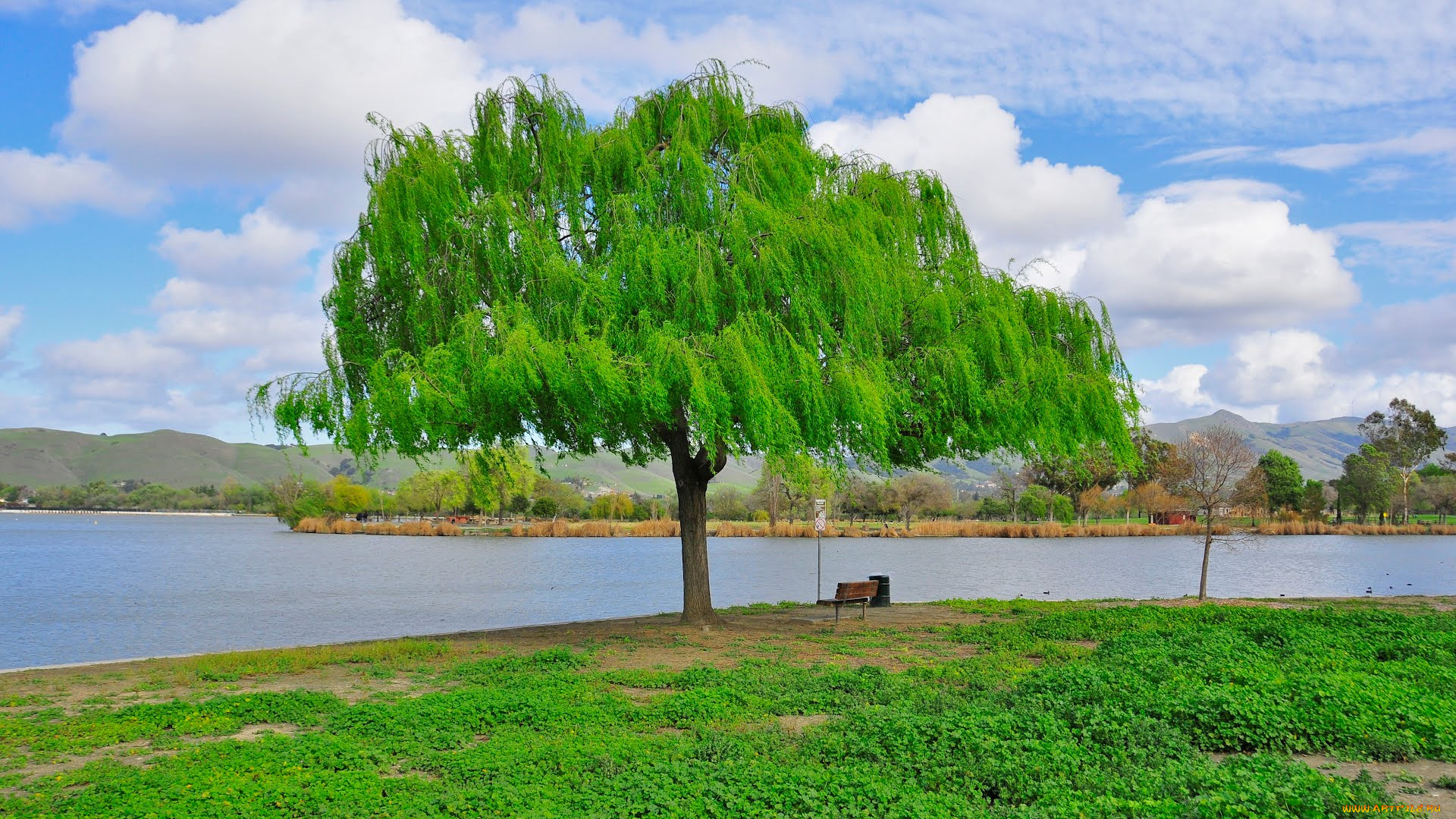 природа, деревья, fremont