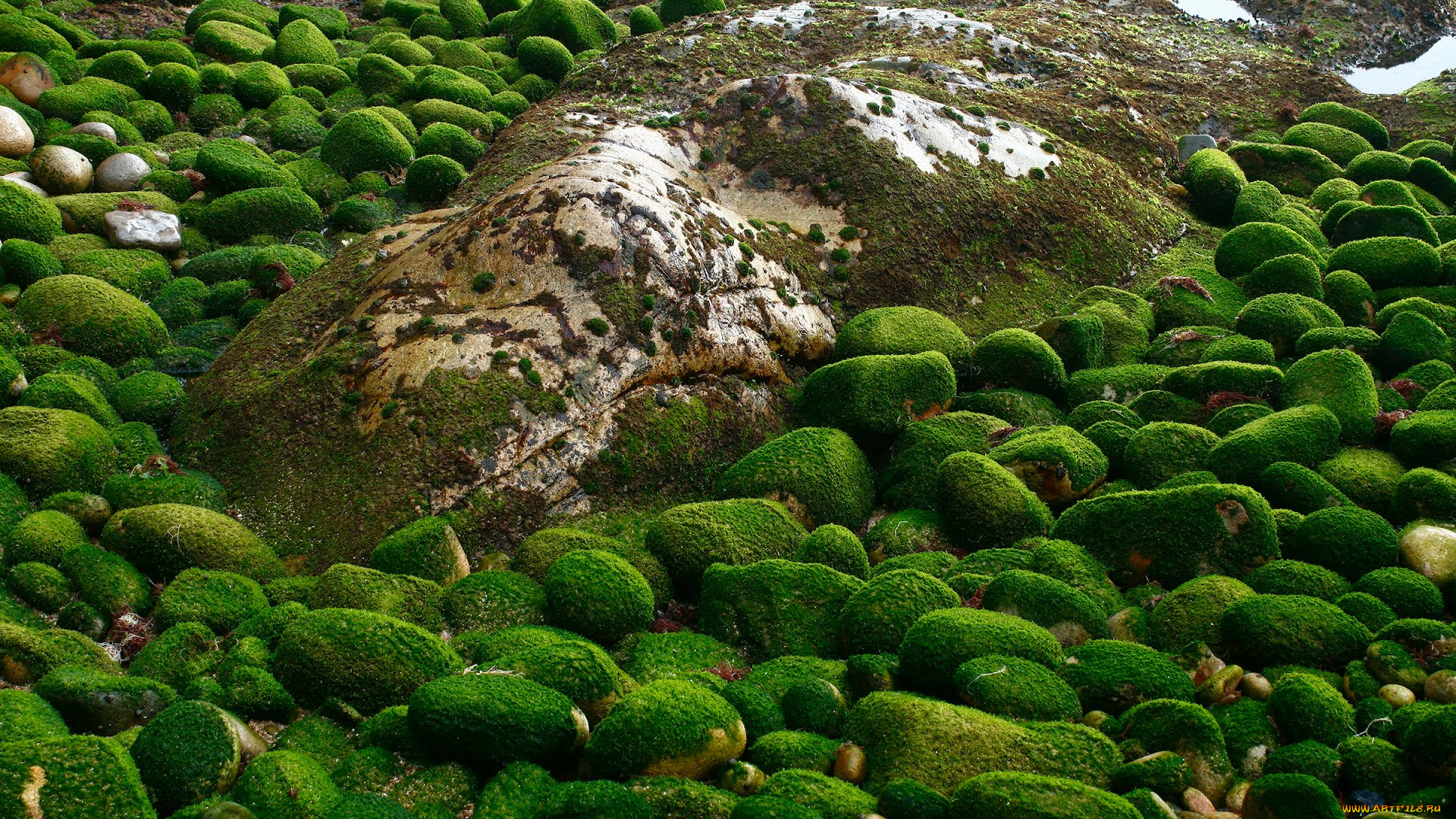 природа, камни, минералы, мох