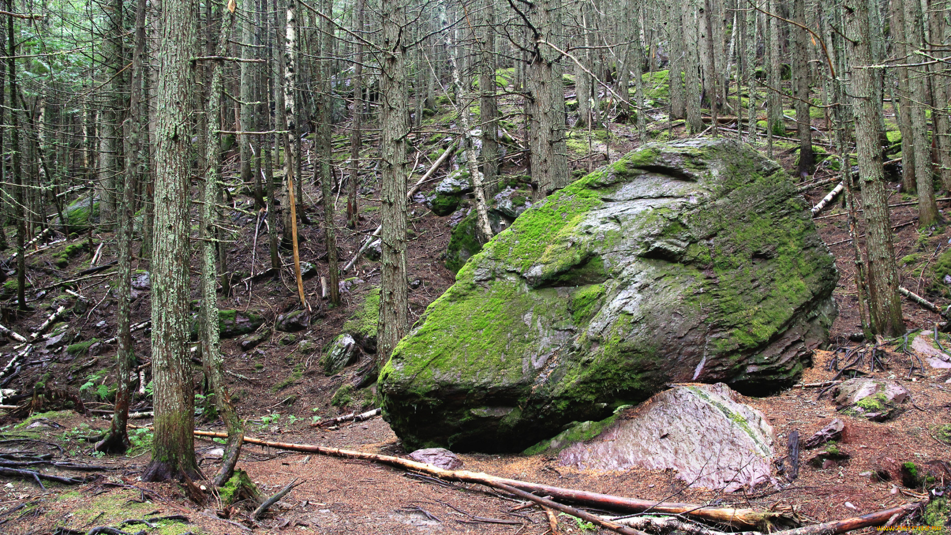 природа, лес, деревья, камень