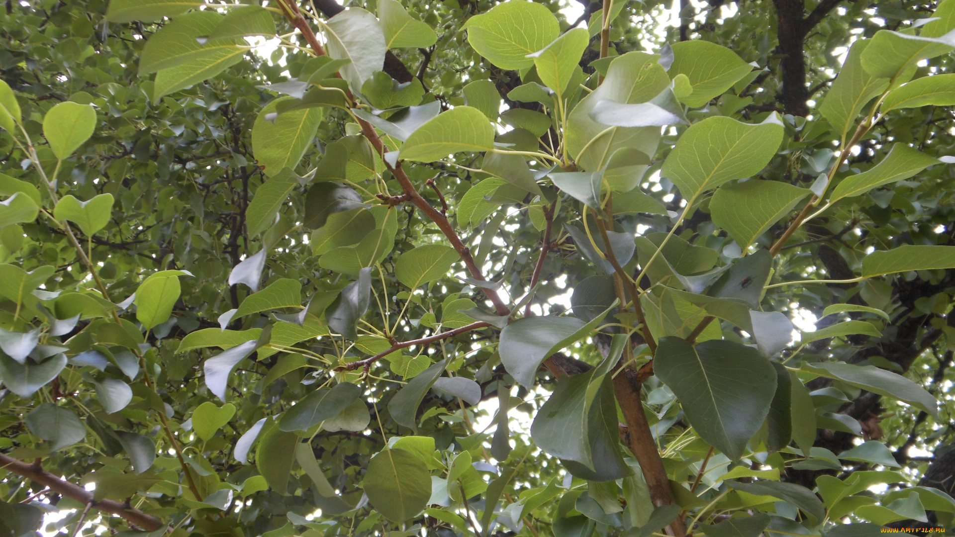 природа, листья, ветка