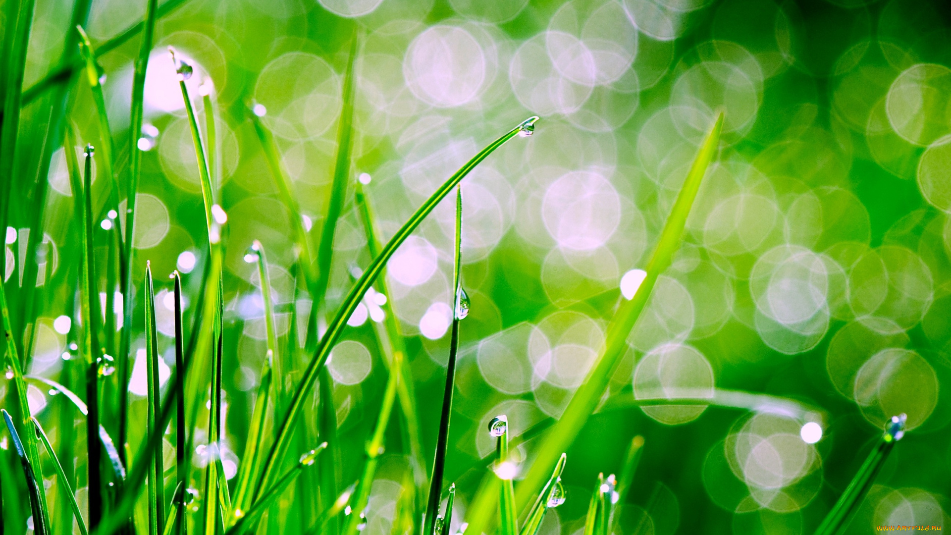 природа, макро, трава, роса