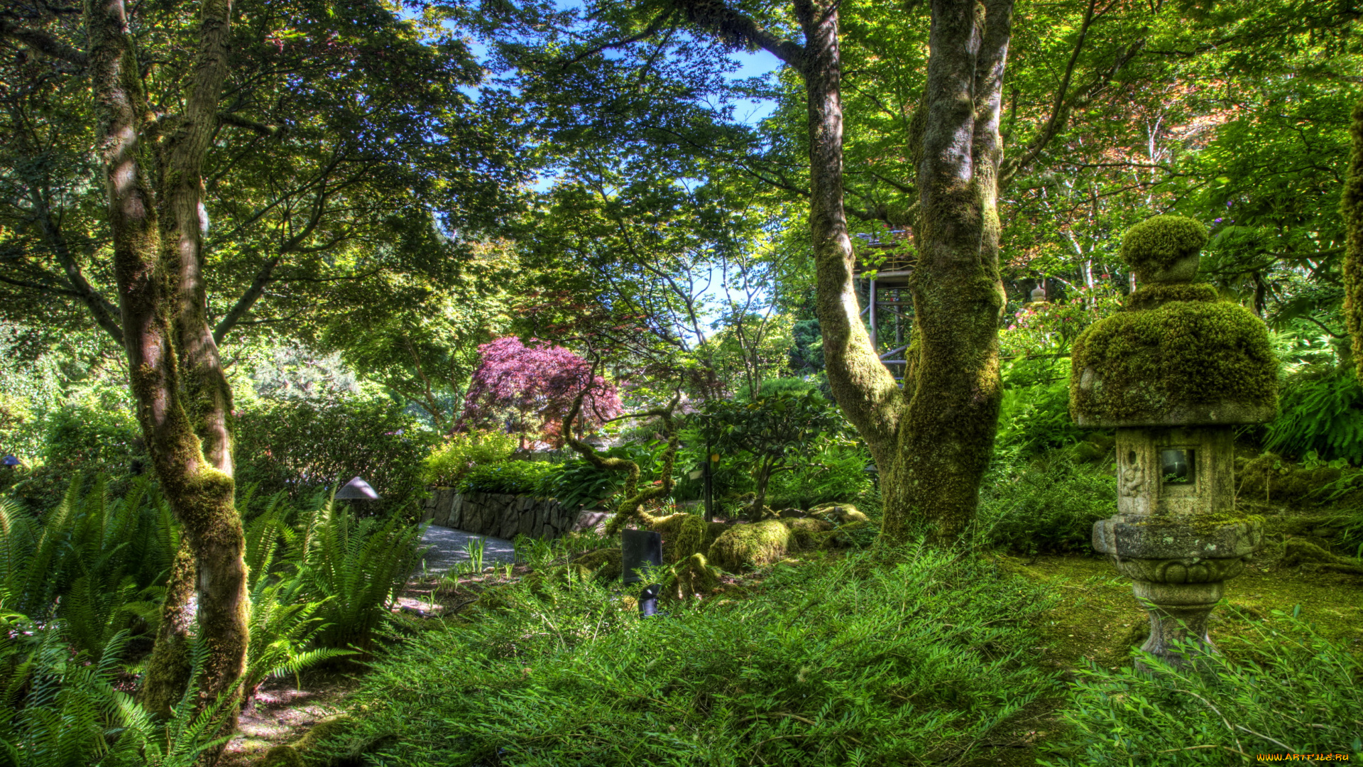 природа, парк, лето, кусты, трава, деревья, Япония