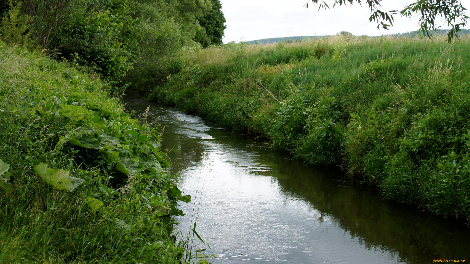 природа, реки, озера, деревья, река