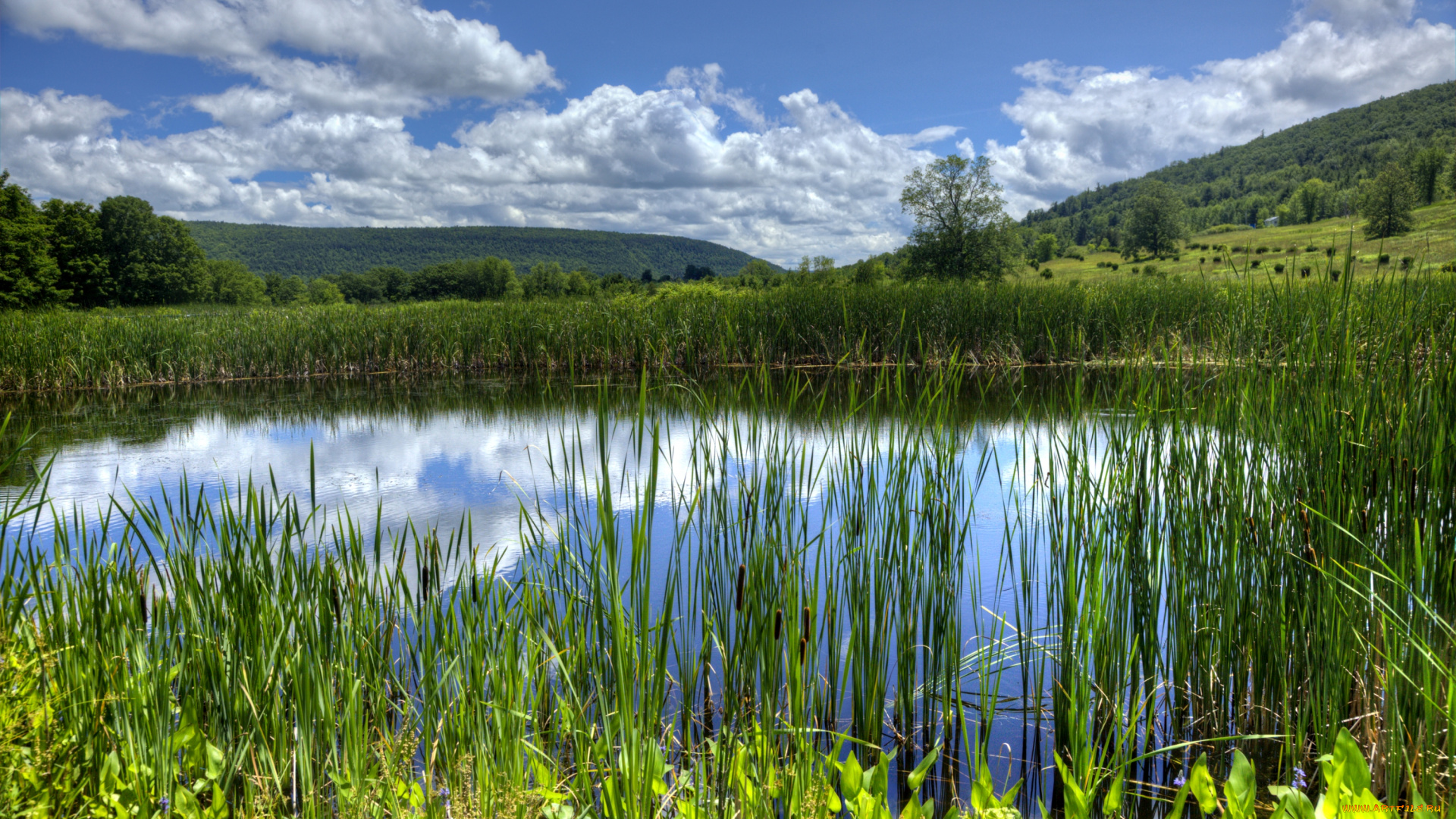 природа, реки, озера, облака, камыши, вода