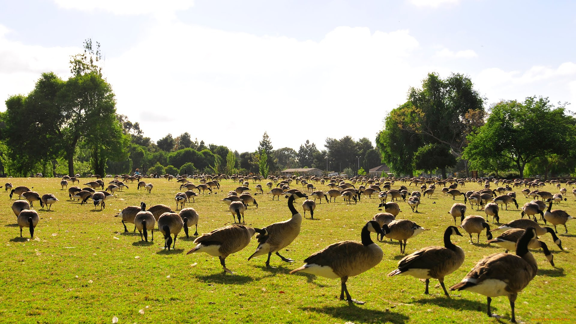 животные, гуси, goose